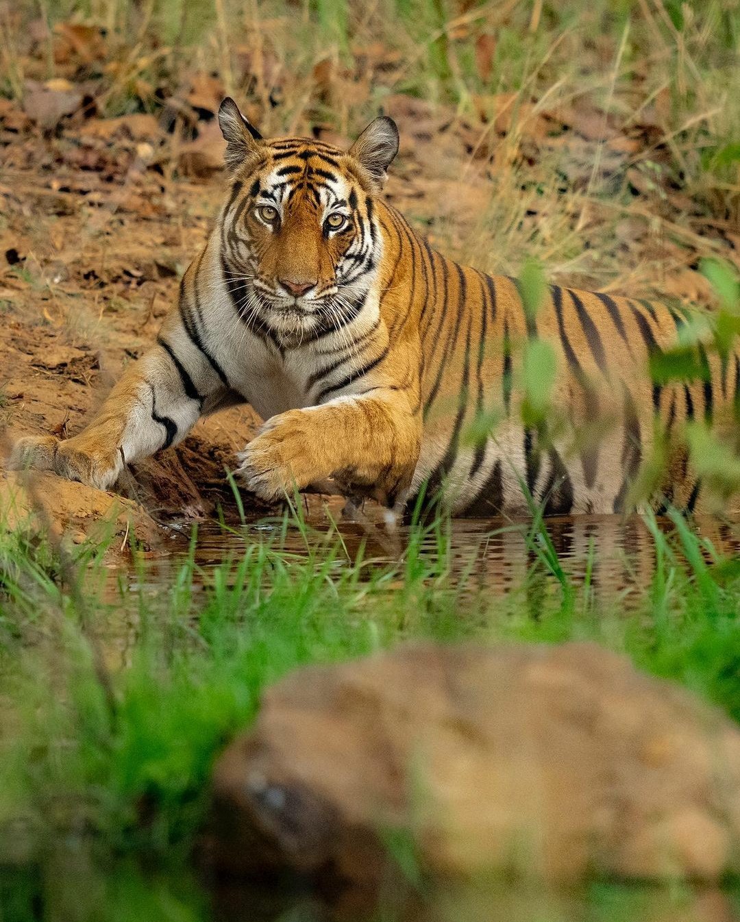 tiger-reserves-in-india