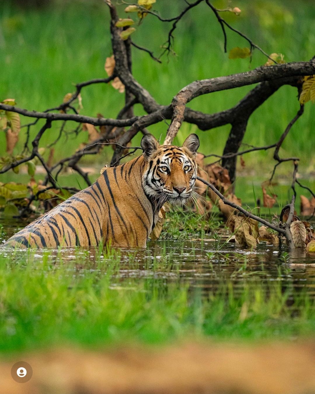 National Parks in India - SSC Competitive